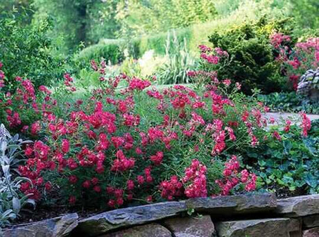 Red Drift® Rose