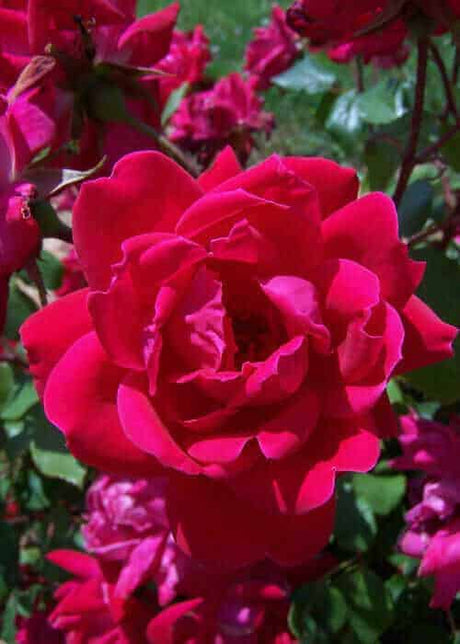 Red Double Knock Out Rose