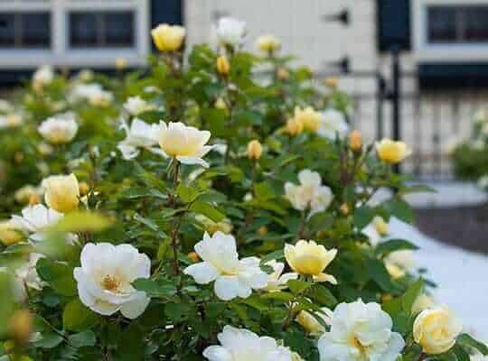 The Sunny Knock Out® Rose