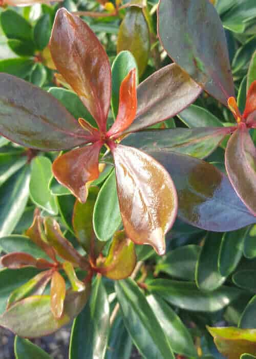 Bronze Beauty Cleyera glossy foliage