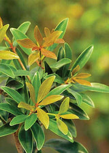 Bronze Beauty Cleyera glossy green-bronze foliage