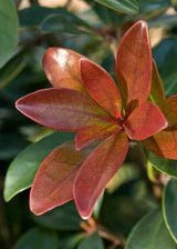 Bronze Beauty Cleyera bronze foliage