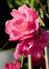 October Magic® Rose™ Camellia