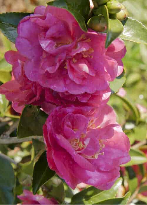 October Magic® Rose™ Camellia