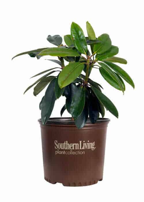 Southgate®  Divine™ Rhododendron