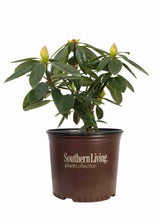 Southgate®  Radiance™ Rhododendron
