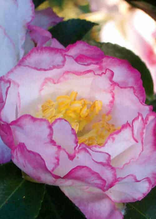 October Magic Inspiration Camellia large white bloom with pink edges