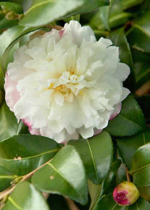 October Magic Snow Camellia