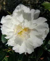 White Camellia flower of Mine No Yuki Camellia, also known as White Doves Camellia