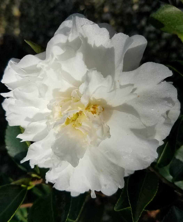 White Camellia flower of Mine No Yuki Camellia, also known as White Doves Camellia
