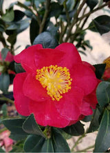 Yuletide' Camellia