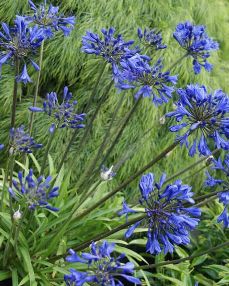 Little Blue Fountain Agapanthus blue-purple blooms