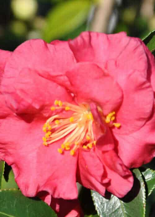 Bella Rouge Camellia | Shop Online – Plants by Mail