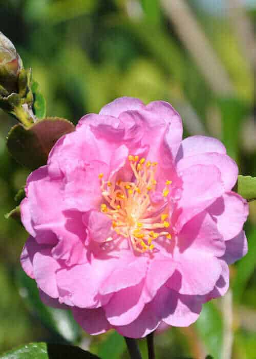 Pink Stella™ Camellia