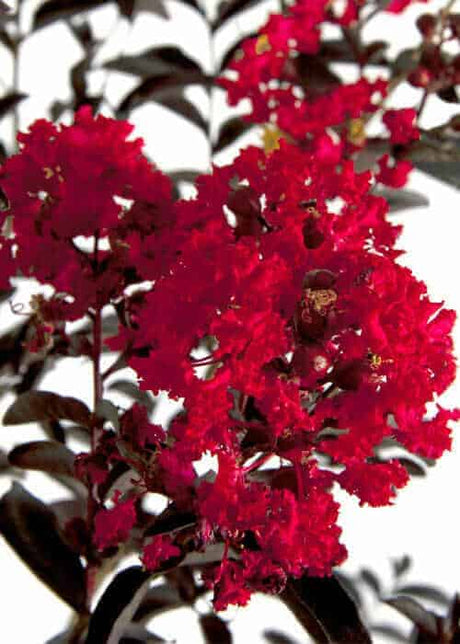 Delta Flame Crapemyrtle red blooms