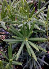 Japanese Yew Podocarpus