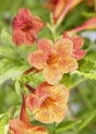 Bells Of Fire Tecoma orange blooms