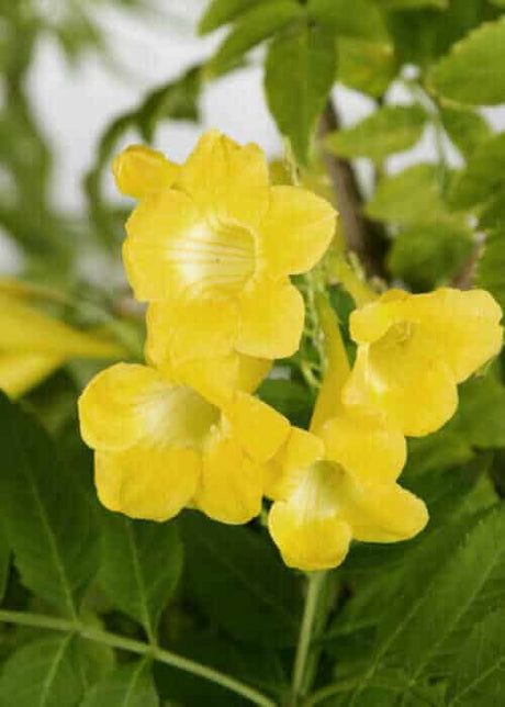 Lydia Tecoma yellow blooms
