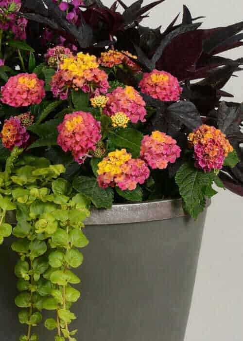 Little Lucky Hot Pink Lantana- 6in. Square Pot
