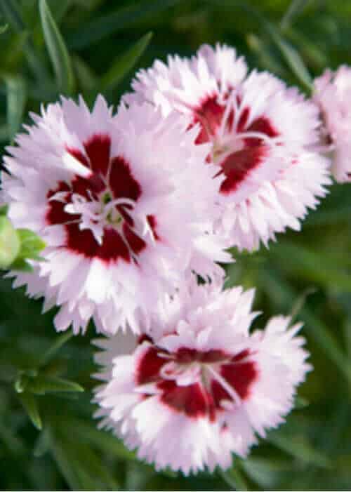 Scent First Raspberry Surprise Dianthus pink-burgundy blooming perennial