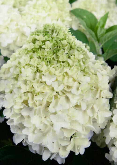 White Light™ Hydrangea