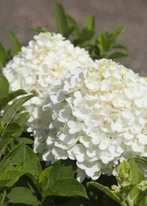 White Wedding Hydrangea
