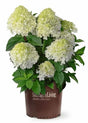 White Light™ Hydrangea