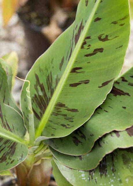 Poquito Banana spotted leaves up close