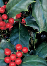 Robin Holly red berries
