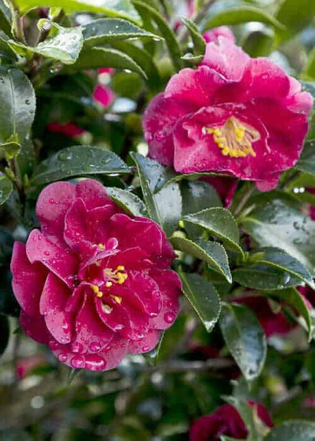 October Magic Ruby Camellia