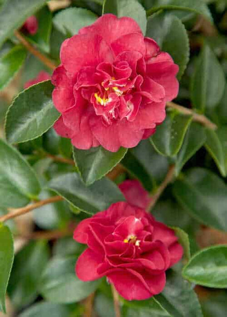 October Magic® Ruby Camellia