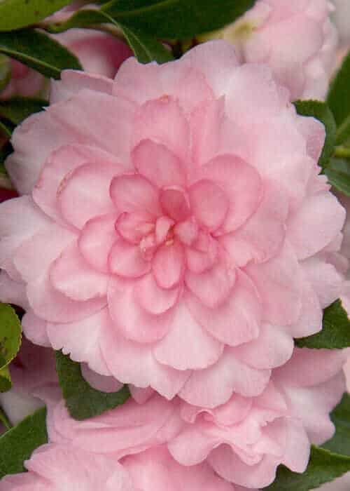 October Magic Pink Perplexion Camellia