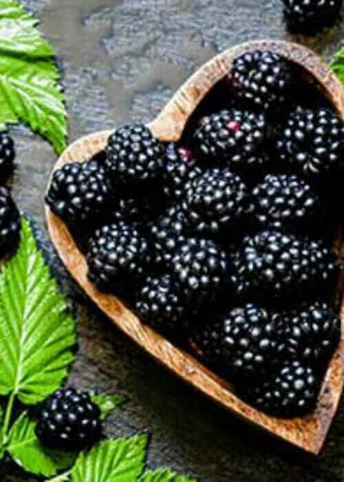 Prime-ark® Freedom Thornless Blackberry-berries up close