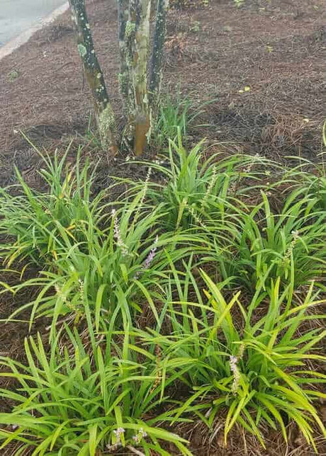 Big Blue Liriope planted in a landscape next to a crepe myrtle tree