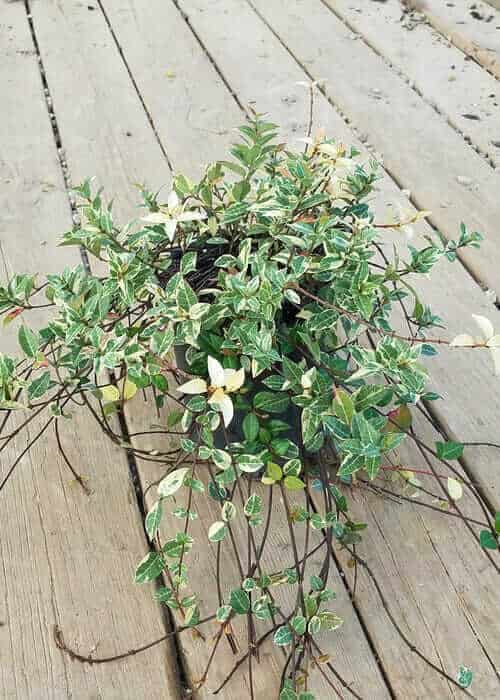 Variegated asiatic jasmine on a porch in a 2.5 Qt. pot for sale