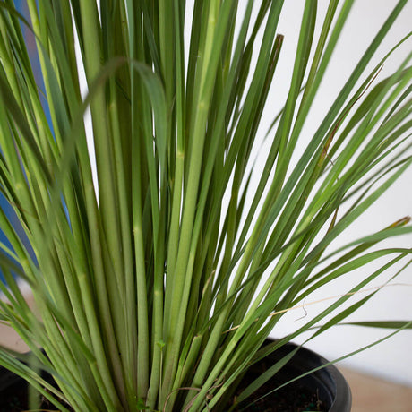 Pampas Grass leaves closeup with long green foliage