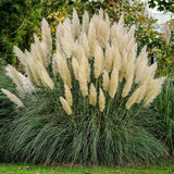 Pampas Grass with white flower plumes in the landscape in the landscape. View our pampas grass for sale