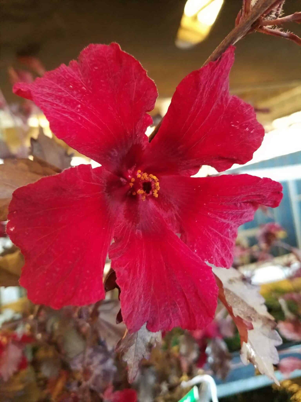 Panama Red Hibiscus Bloom