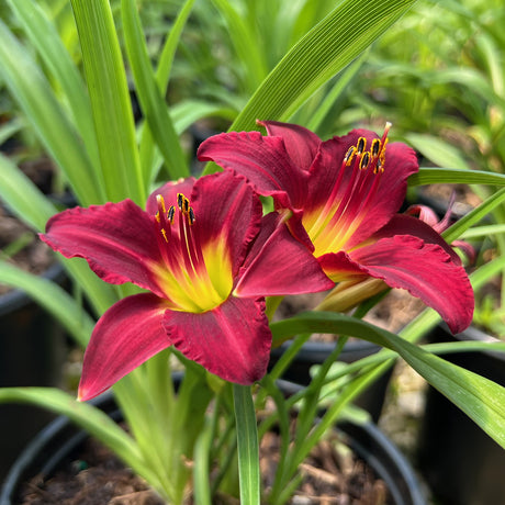 Pardon Me Daylily for sale with deep red and yellow blooms