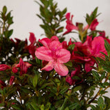 year round color evergreen foliage pink blooms spring summer and fall. purple fall foliage