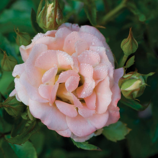 compact groundcover drift rose soft pink peach color