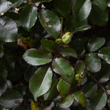 peach drift groundcover foliage and buds