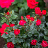Closeup of red rose blooms and shiny green foliage