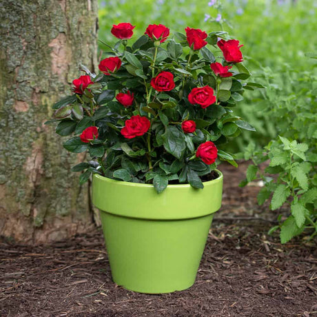 Petite Knock Out Rose with bright red blooms in a green flower pot