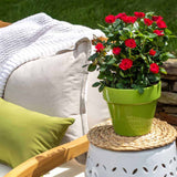 miniature rose bush planted in a decorative container next to patio furniture