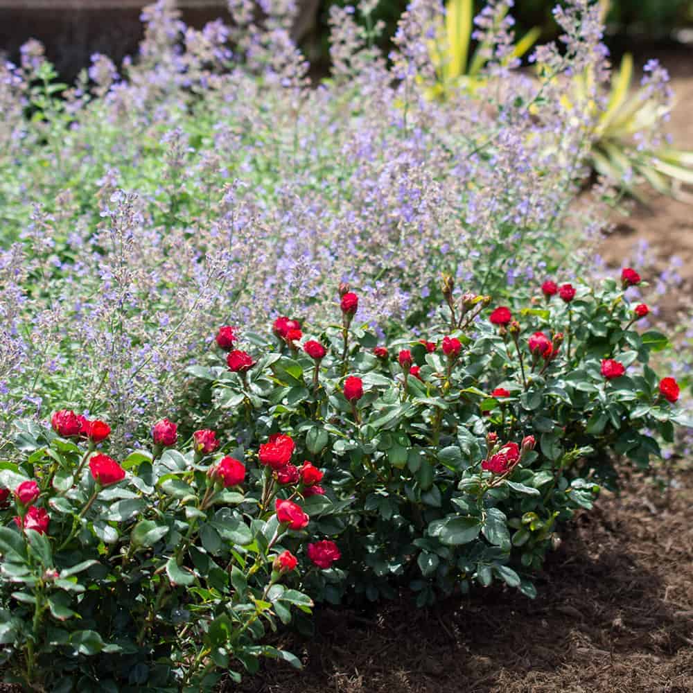 Dwarf rose bush with red blooms in front of purple perennial