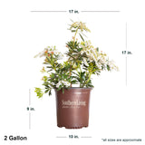 2 Gallon Mountain Snow Pieris in southern living container showing dimensions.