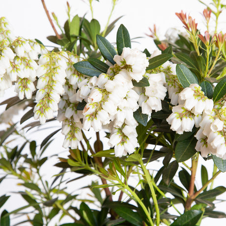 Mountain Snow Pieris bloom.