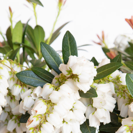 Mountain Snow Pieris foliage.