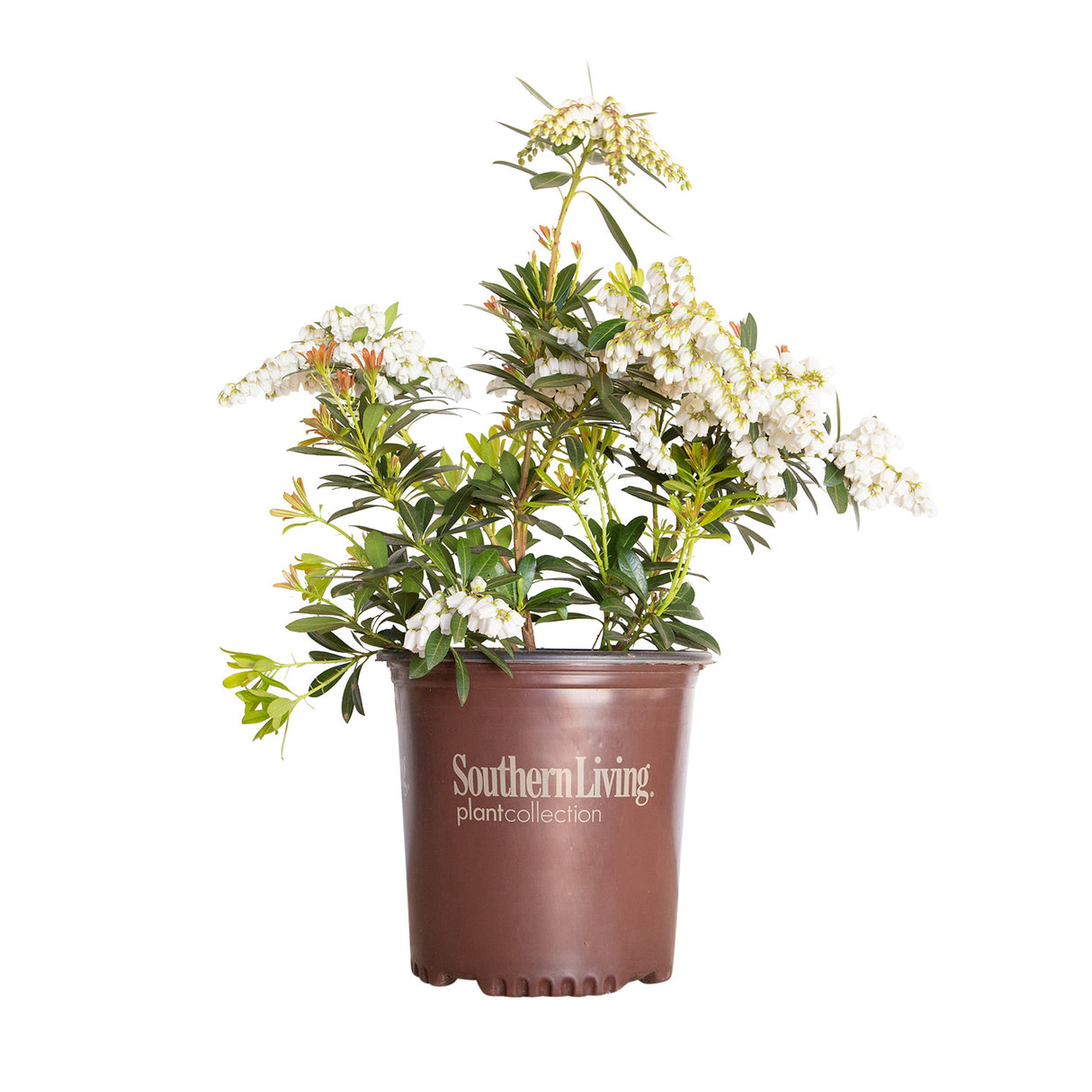 mountain snow pieris for sale with flower flowers and southern living plants pot on a white background